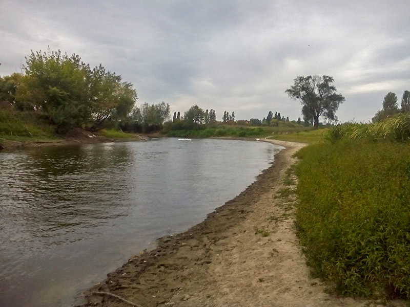 zydyczyn 11