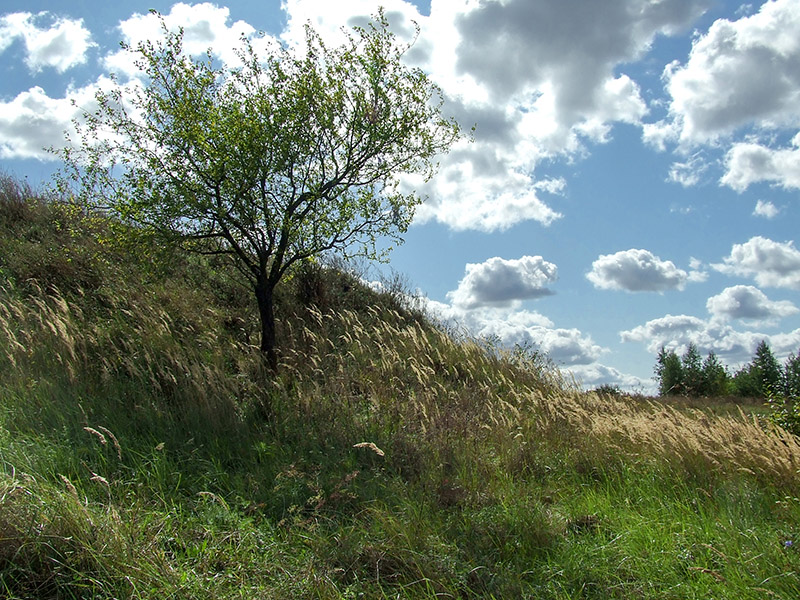zydyczyn 30