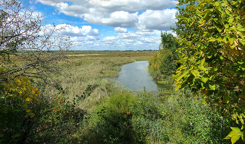 zydyczyn 31
